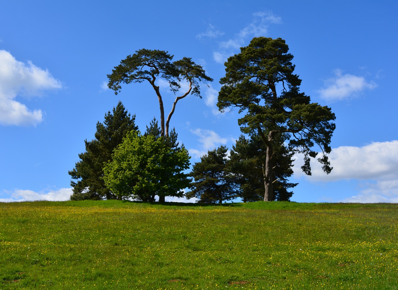 plants trees sky free photo