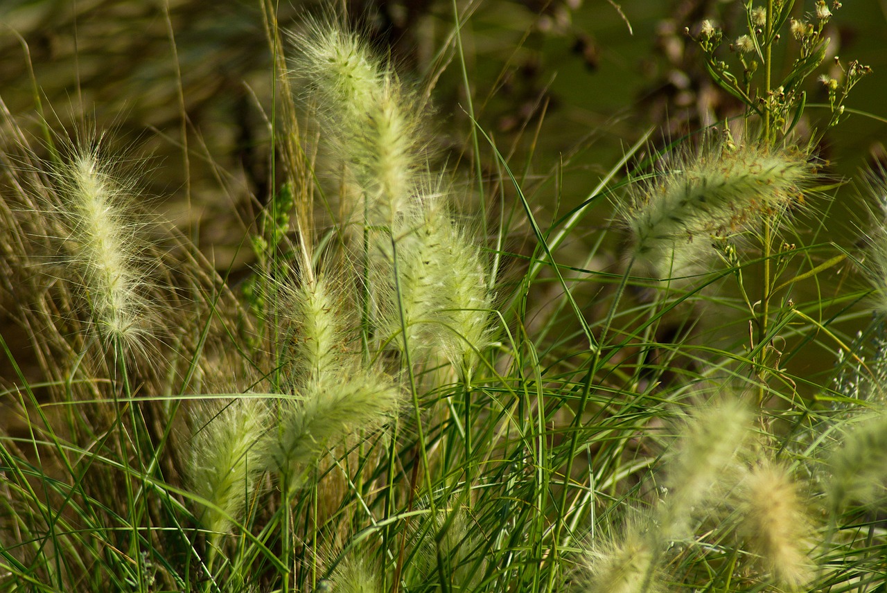 plants marsh aquatic free photo