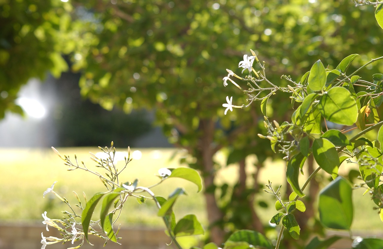 plants green nature free photo