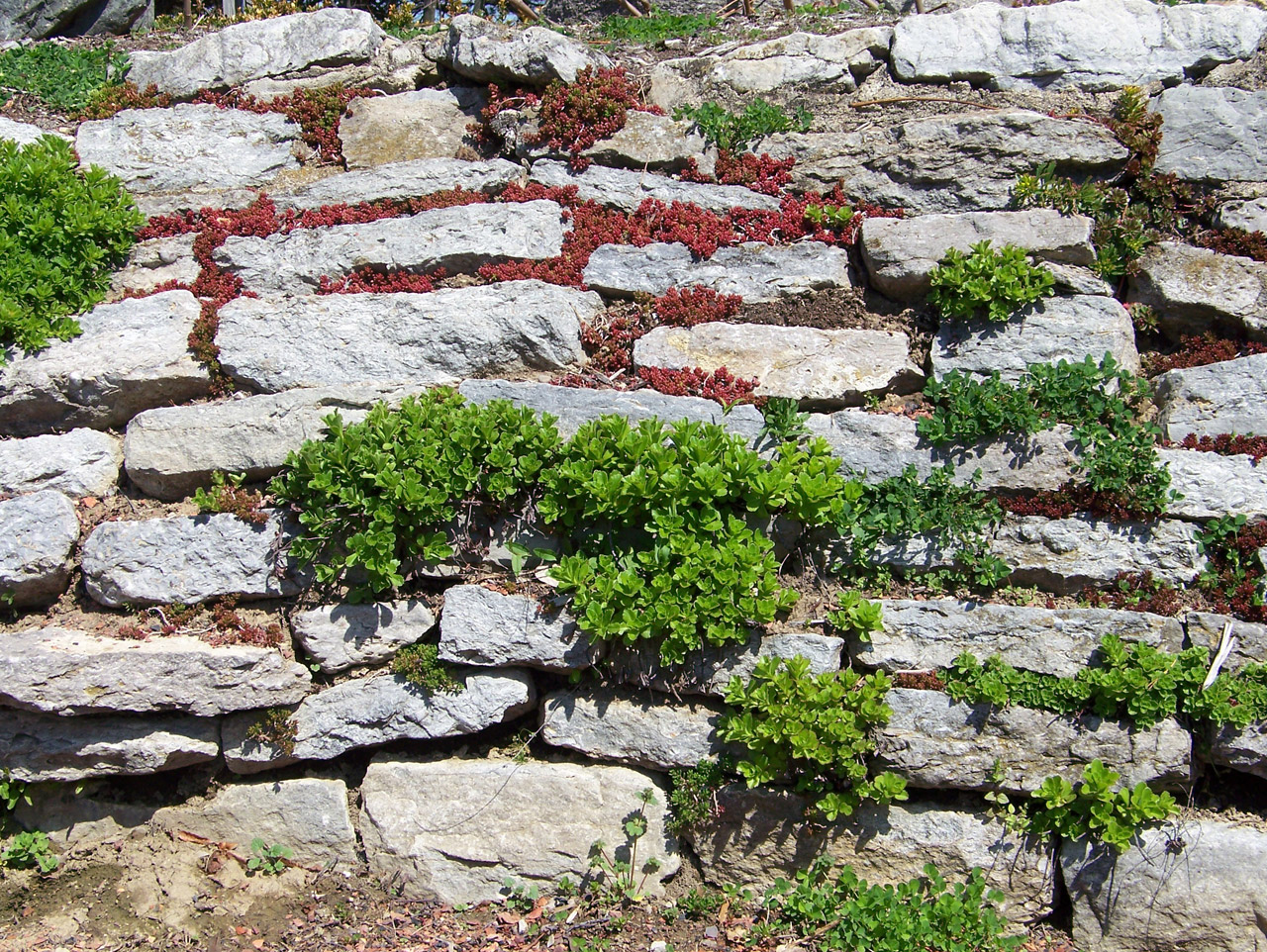 plants stone wall free photo