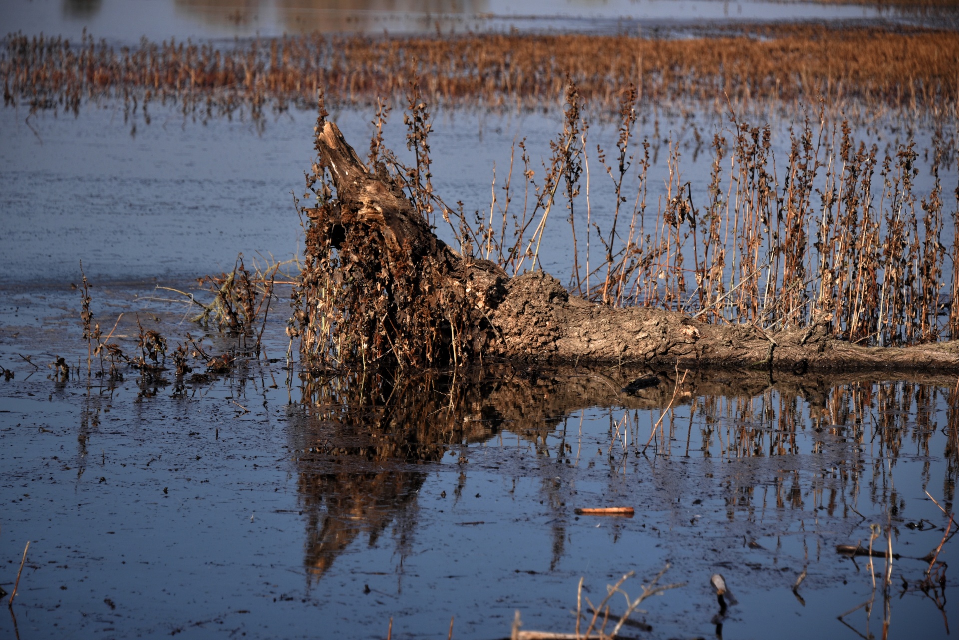 wetlands sacramento scenic free photo