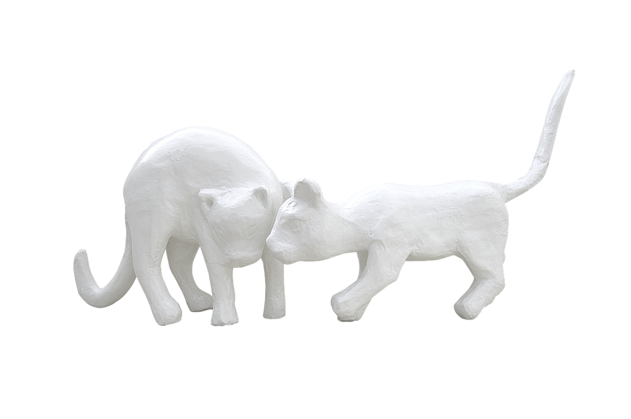 plaster white cats cats plaster free photo