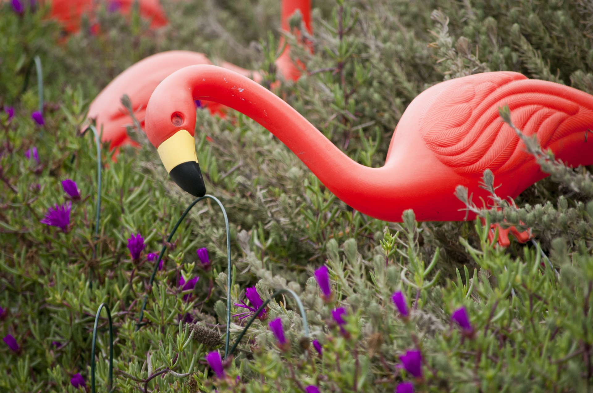 flamingo flamingos ornament free photo
