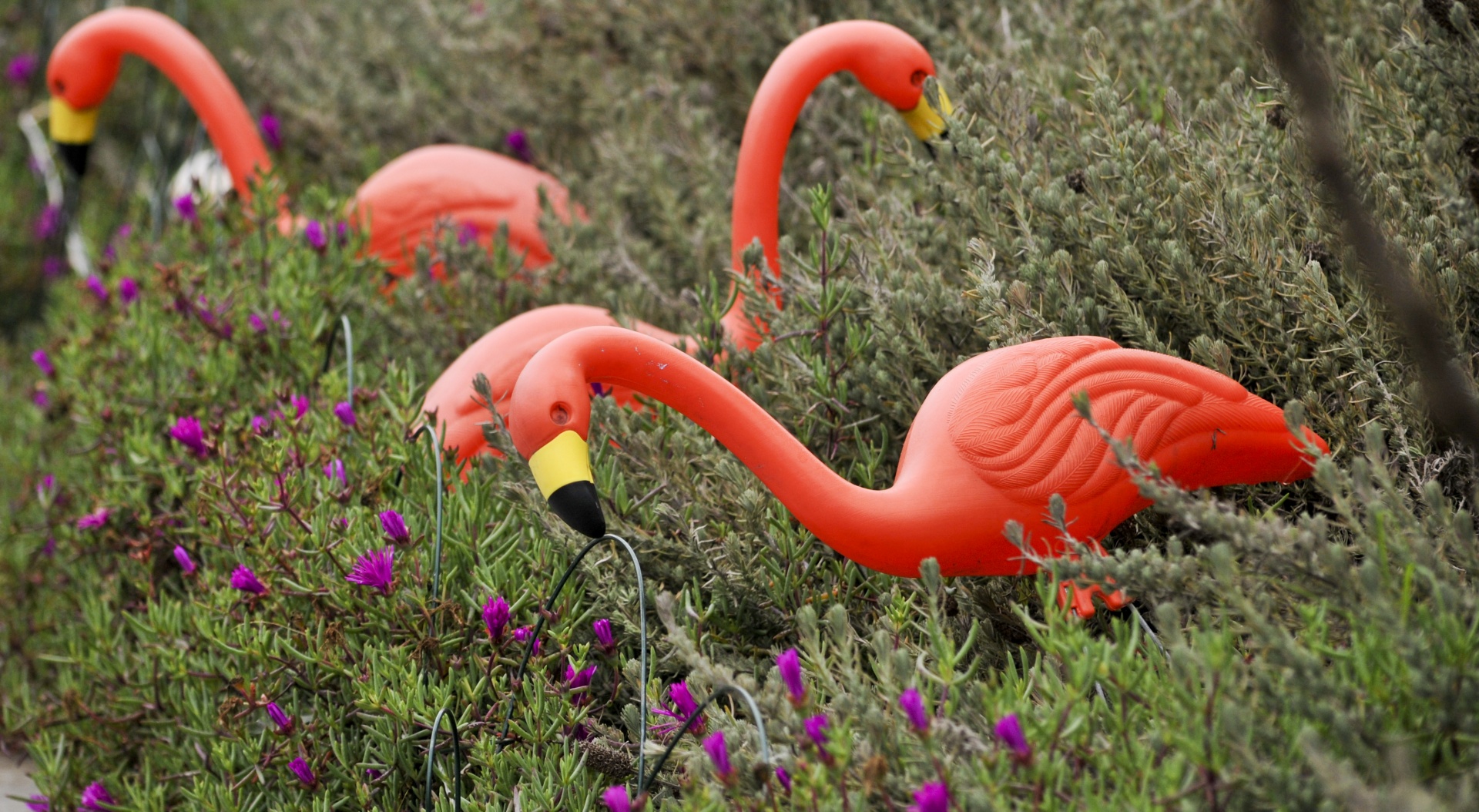 flamingo flamingos ornament free photo