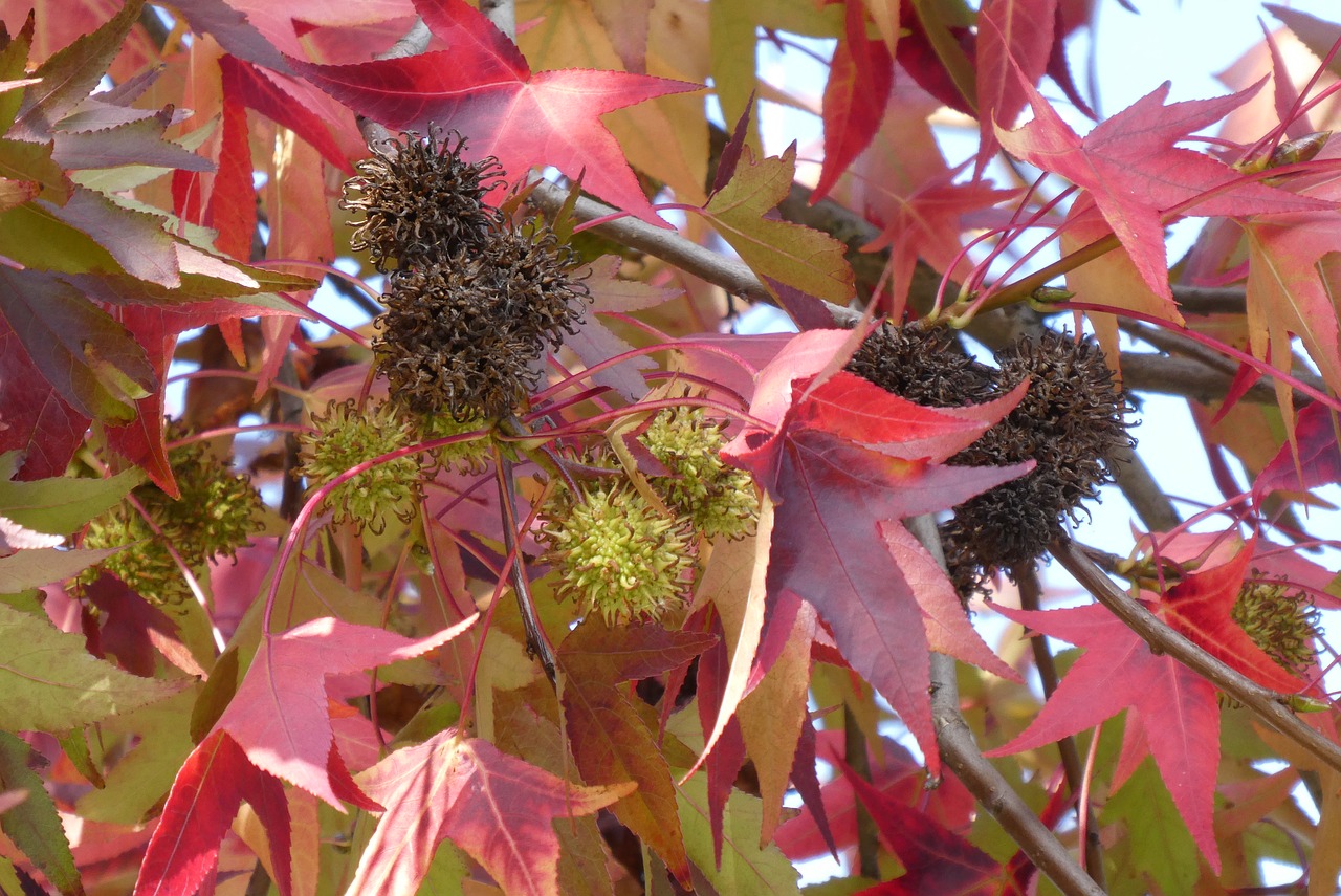 plataan  fruits  autumn free photo