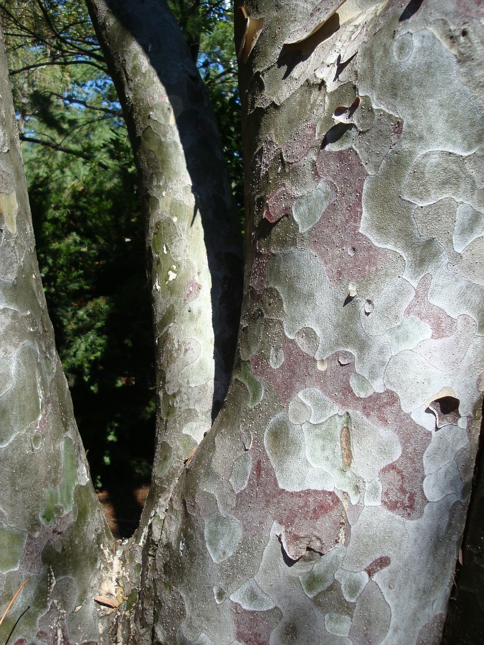 platane tree bark free photo