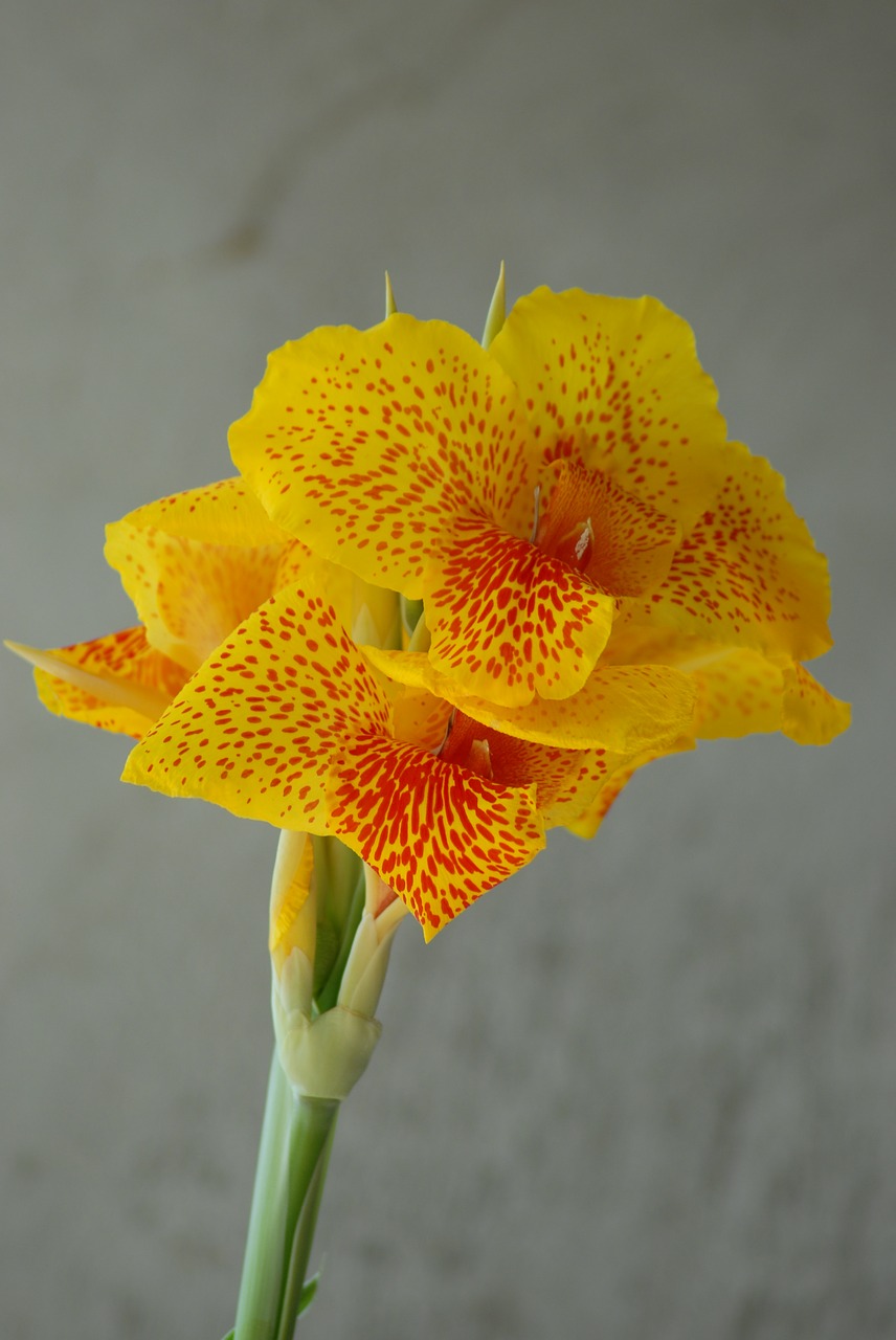 platanillo yellow nature free photo