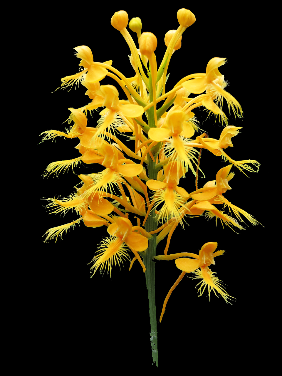 platanthera ciliaris yellow fringed bog orchid pinhook bog free photo