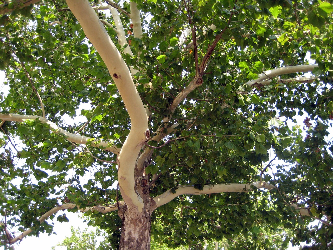 platanus tree nature free photo