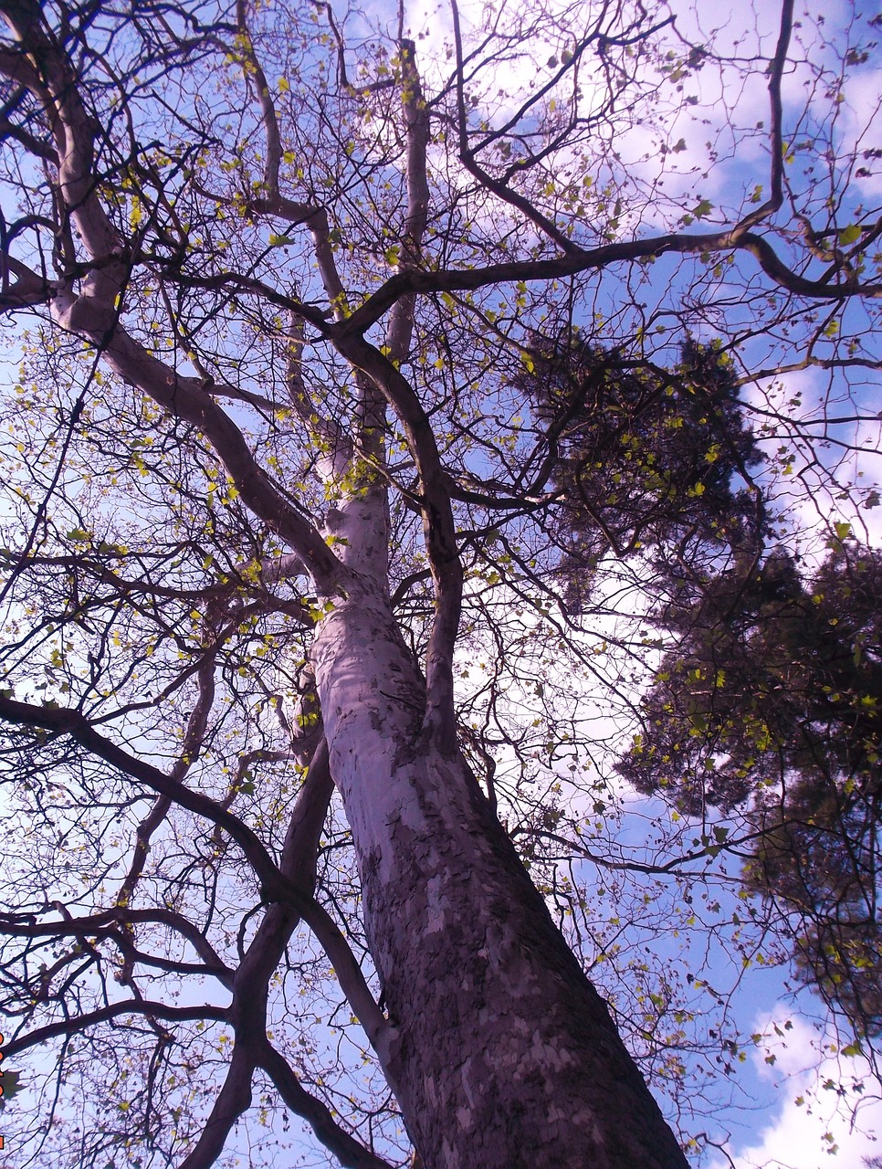 platanus tree konary free photo