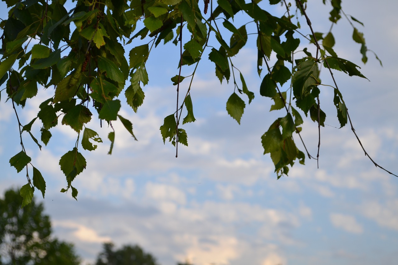 plate sky tree free photo