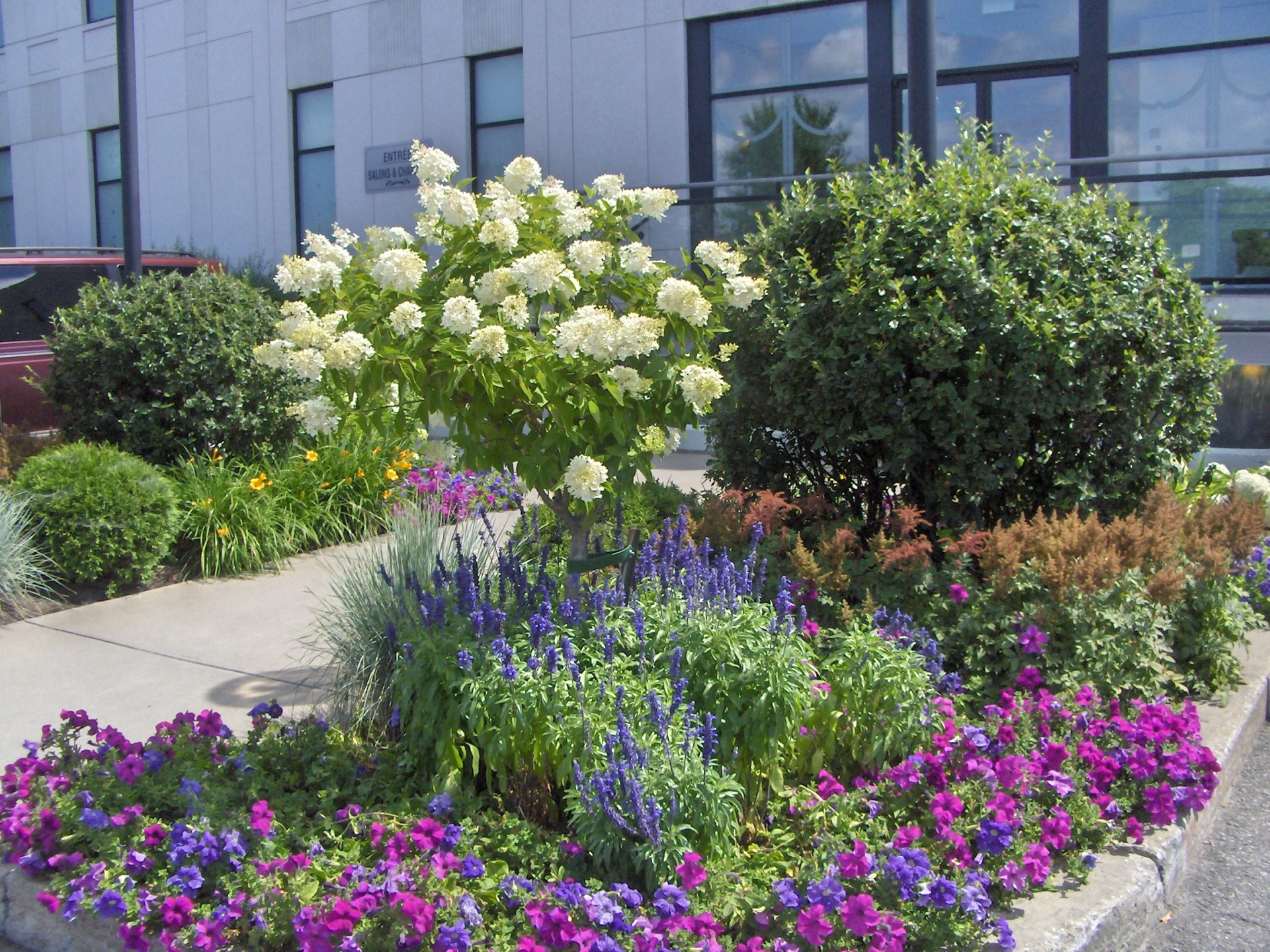 flowerbed flowers nature free photo