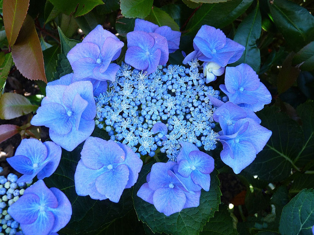 plate hydrangea hydrangea blue free photo