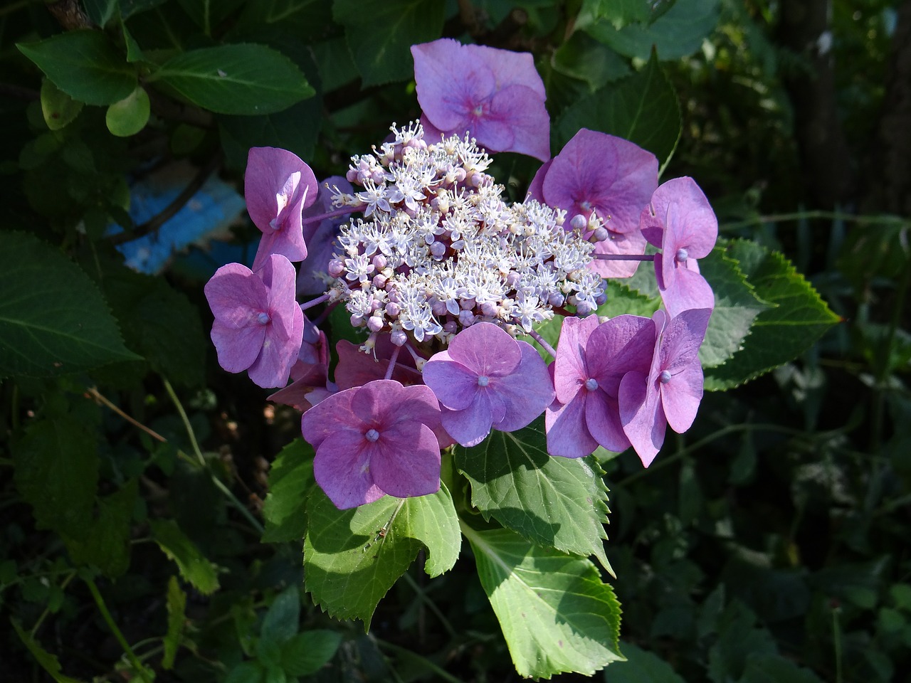 plate hydrangea hydrangea blossom free photo