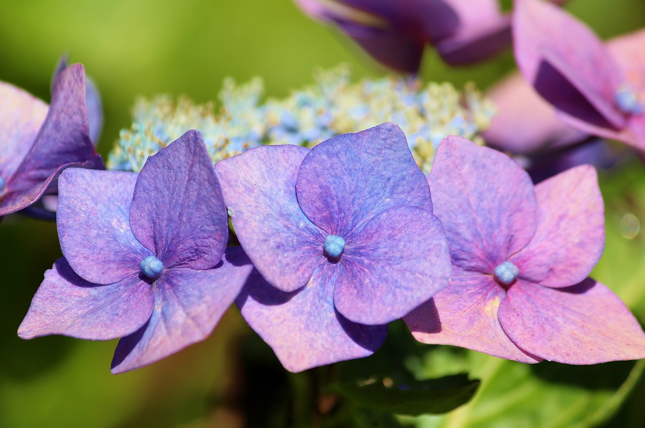 plate hydrangea hydrangea flower free photo