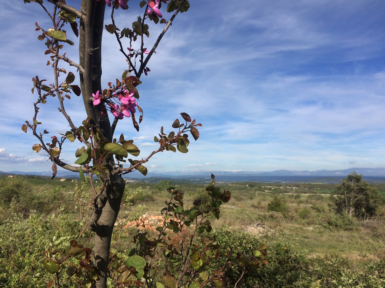 plateau provence flowers free photo