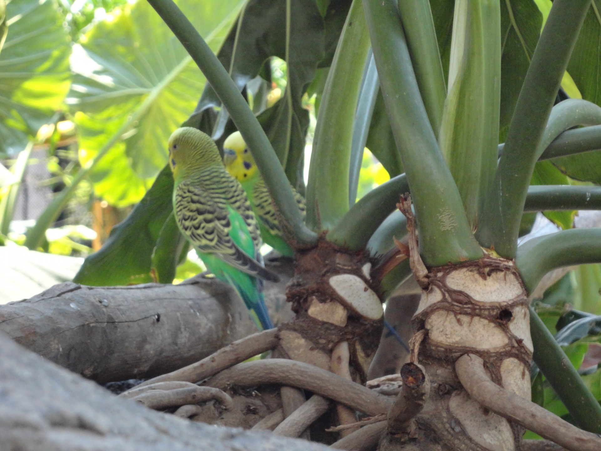 budgies parakeets australian free photo