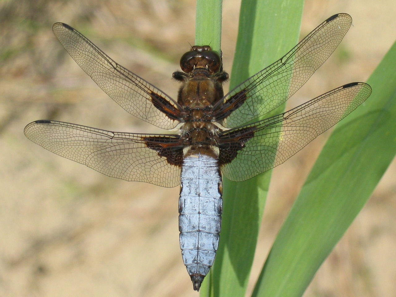plattbauch dragonfly libellula depressa free photo