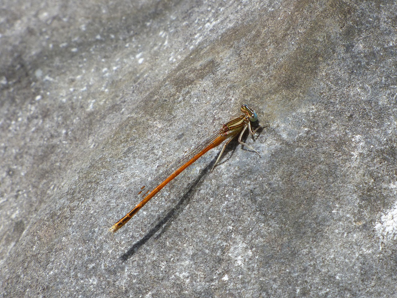 platycnemis acutipennis orange dragonfly rock free photo