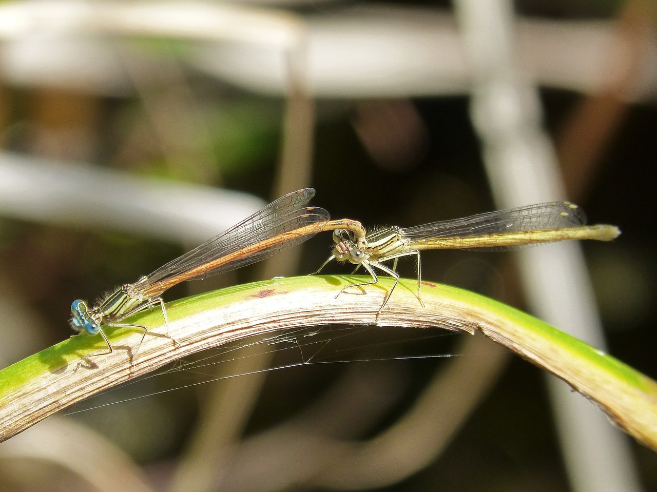 platycnemis acutipennis orange dragonfly copulation free photo