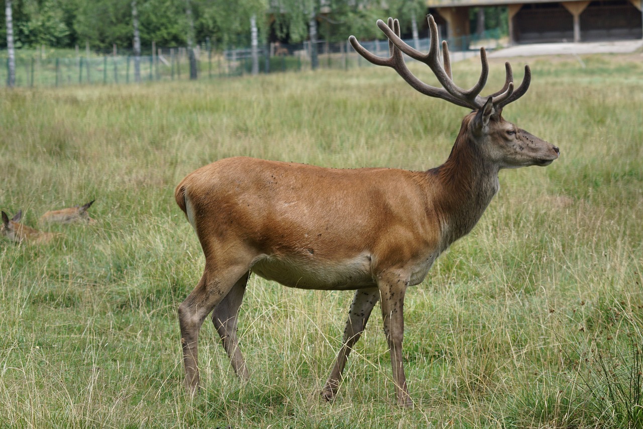 platzhirsch red deer fallow deer free photo