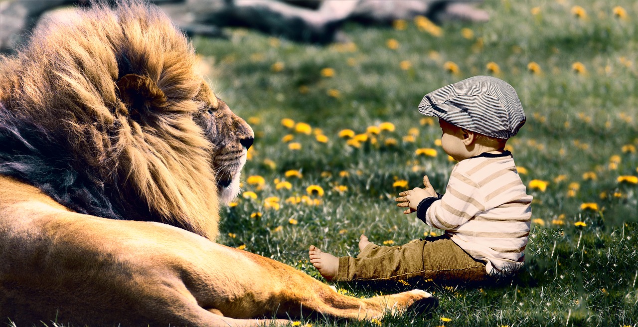 play  child  lion free photo