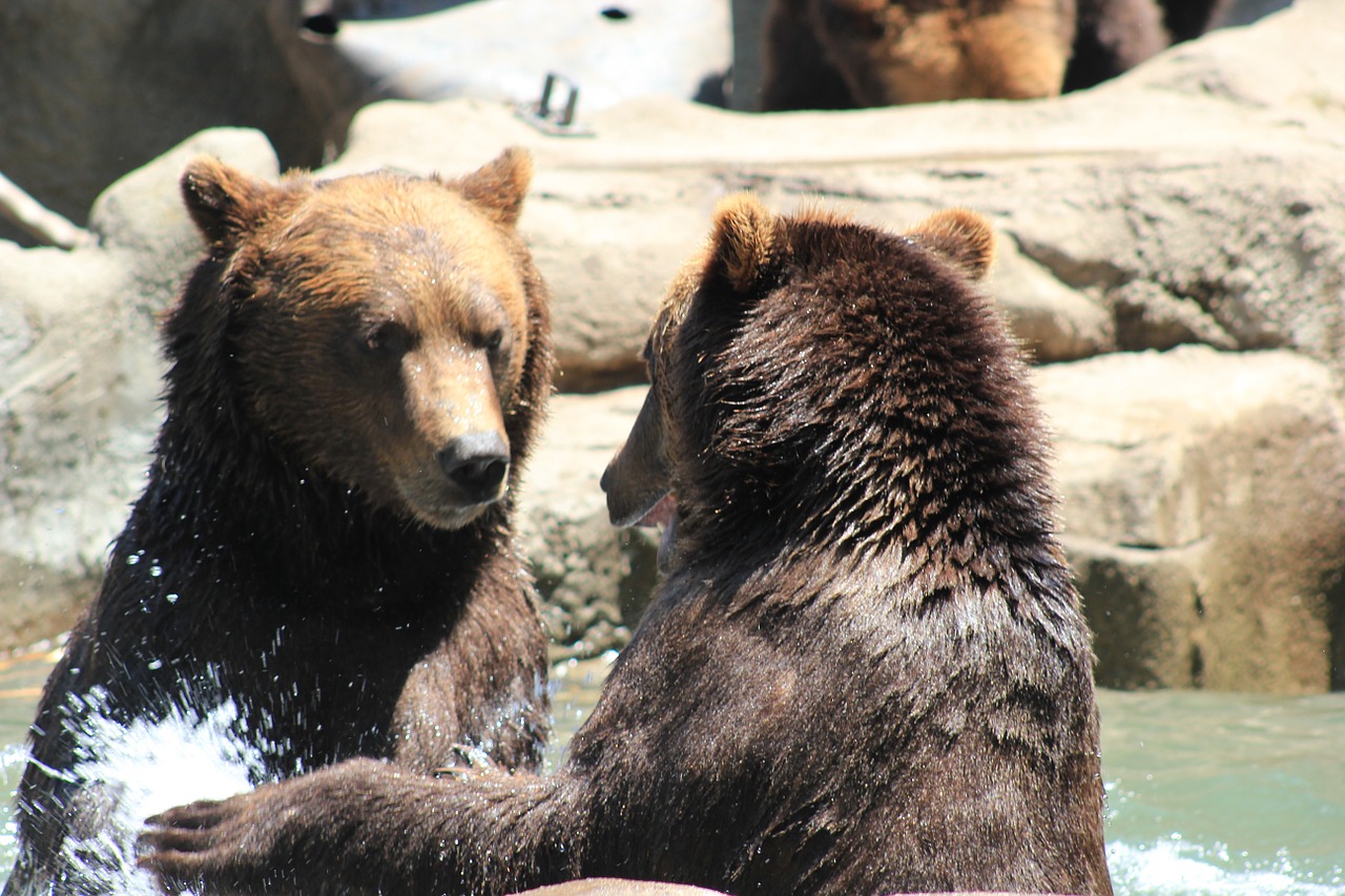 playful bears bears cute free photo