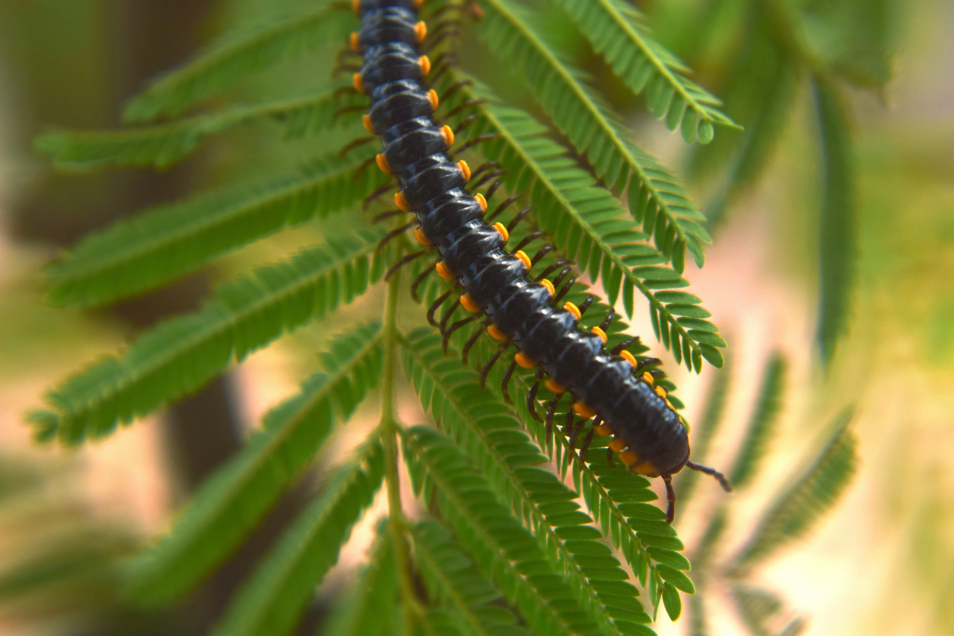 centipede worm creature free photo