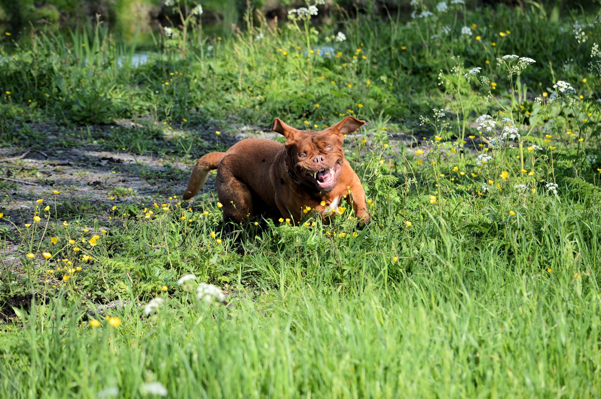 dog bordeaux pet free photo