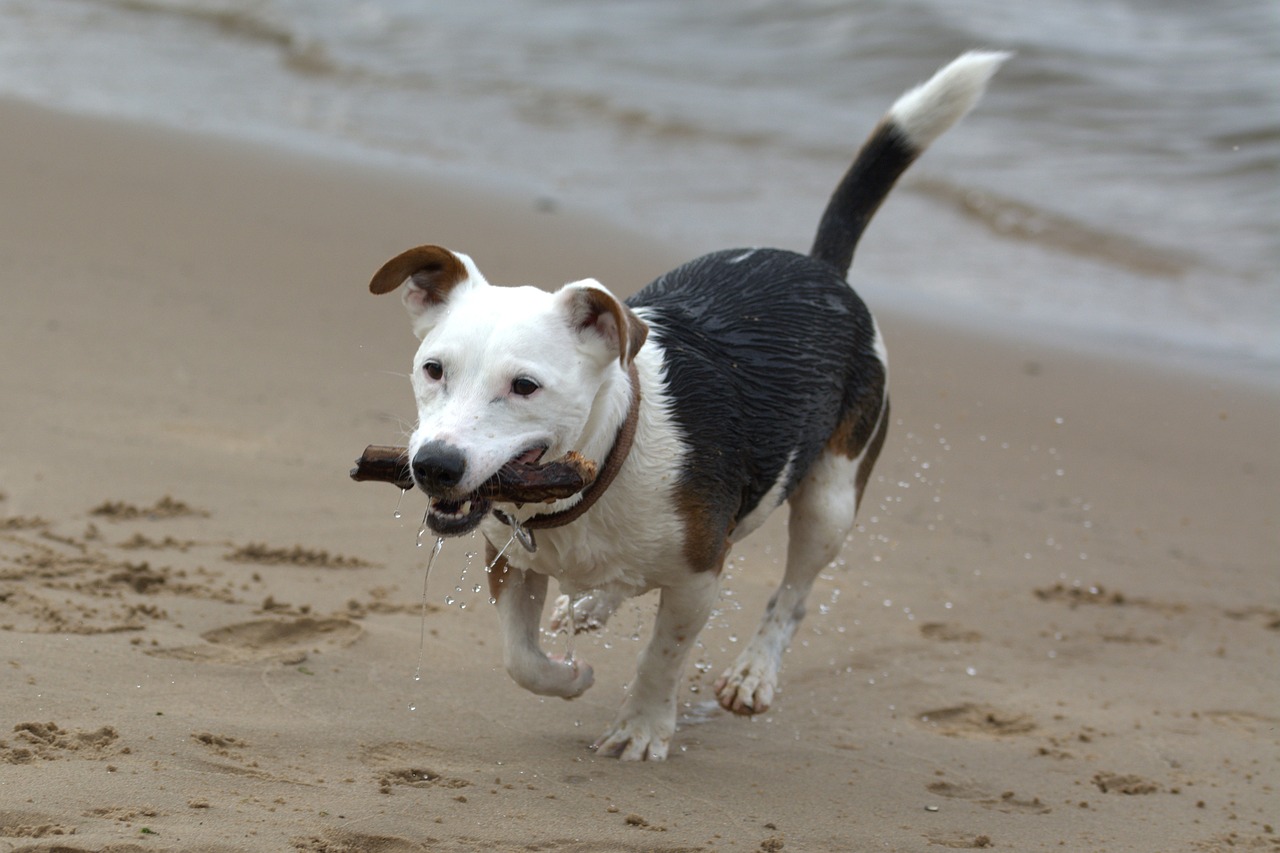 playing dog jack russell terrier free photo