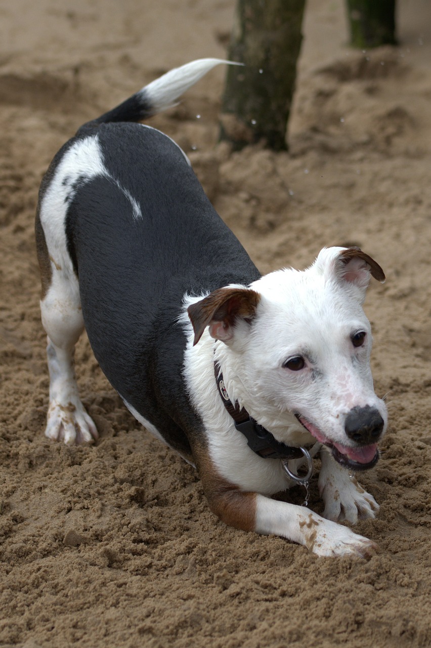 playing dog jack russell terrier free photo