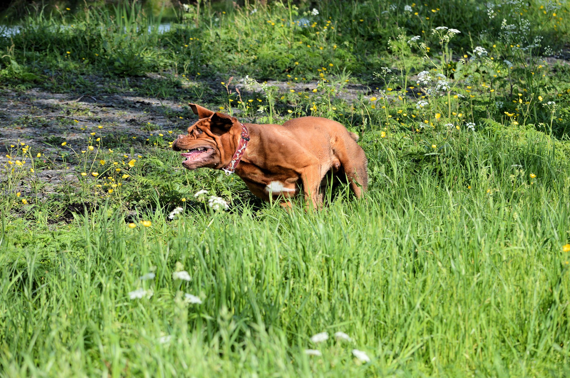 dog bordeaux pet free photo