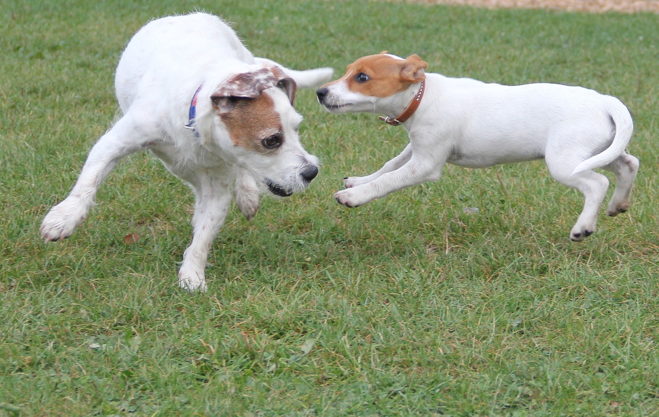 playing dogs jack russel terrier free photo