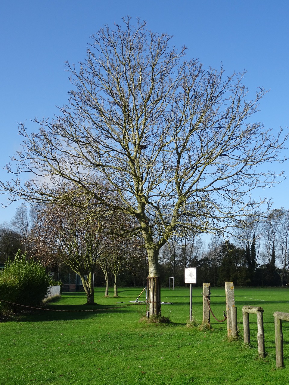 playing field tree grass free photo