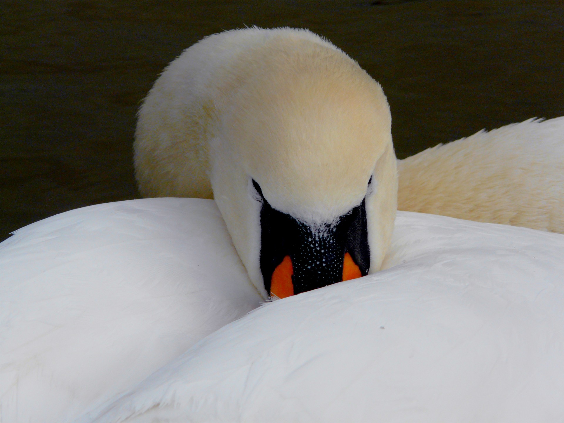 white swan close-up playing hide and seek free photo