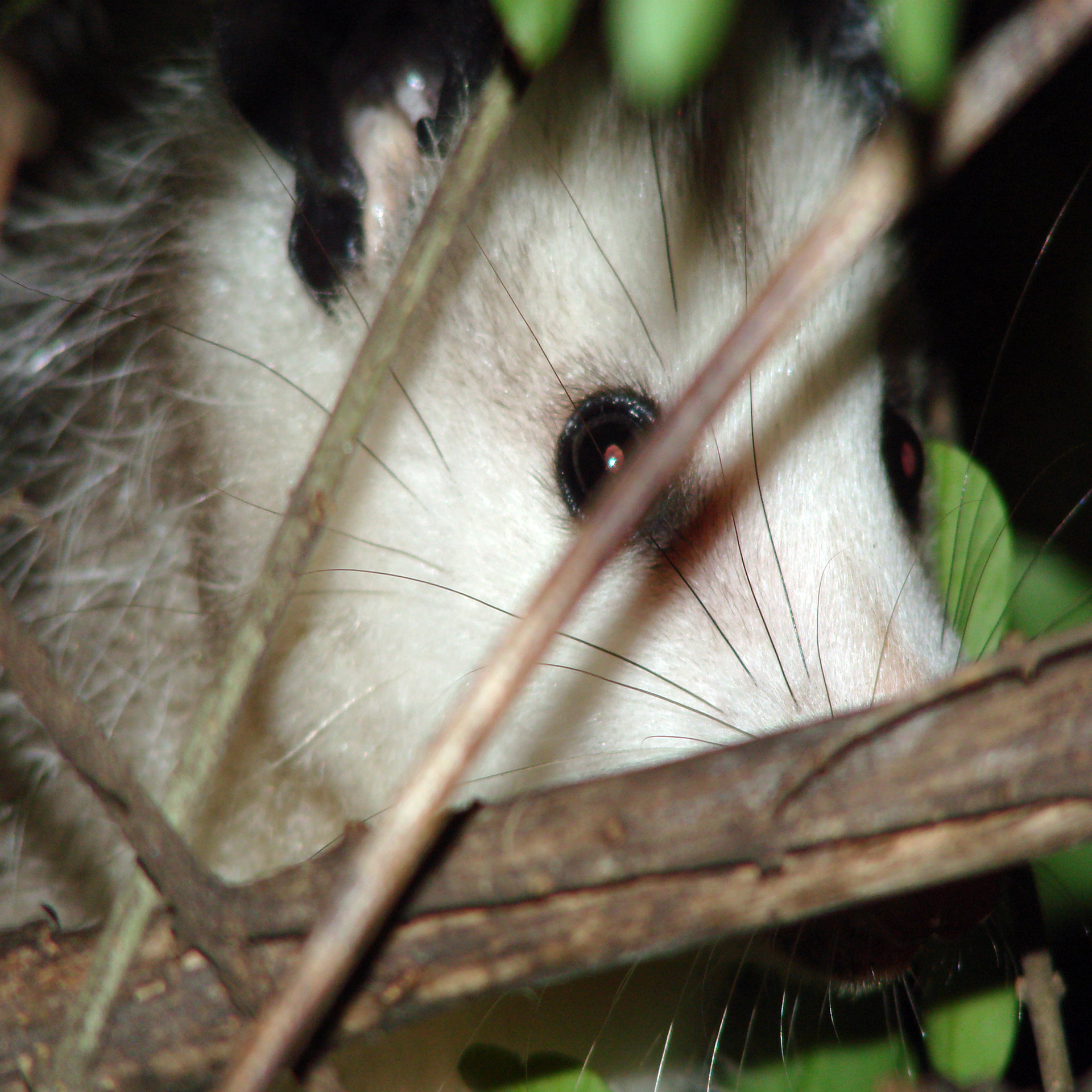 small baby possum hiding bush free photo
