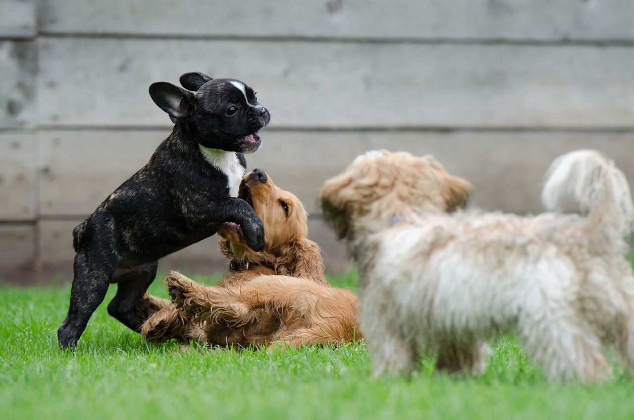 playing puppies young dogs french bulldog free photo
