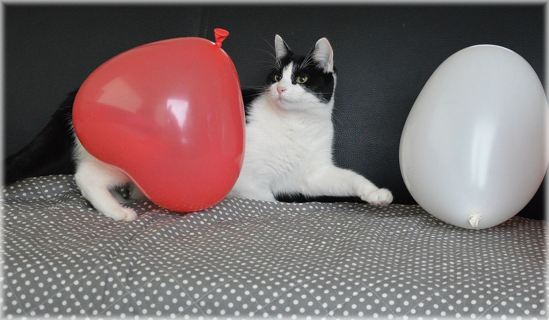 cat pet balloon free photo