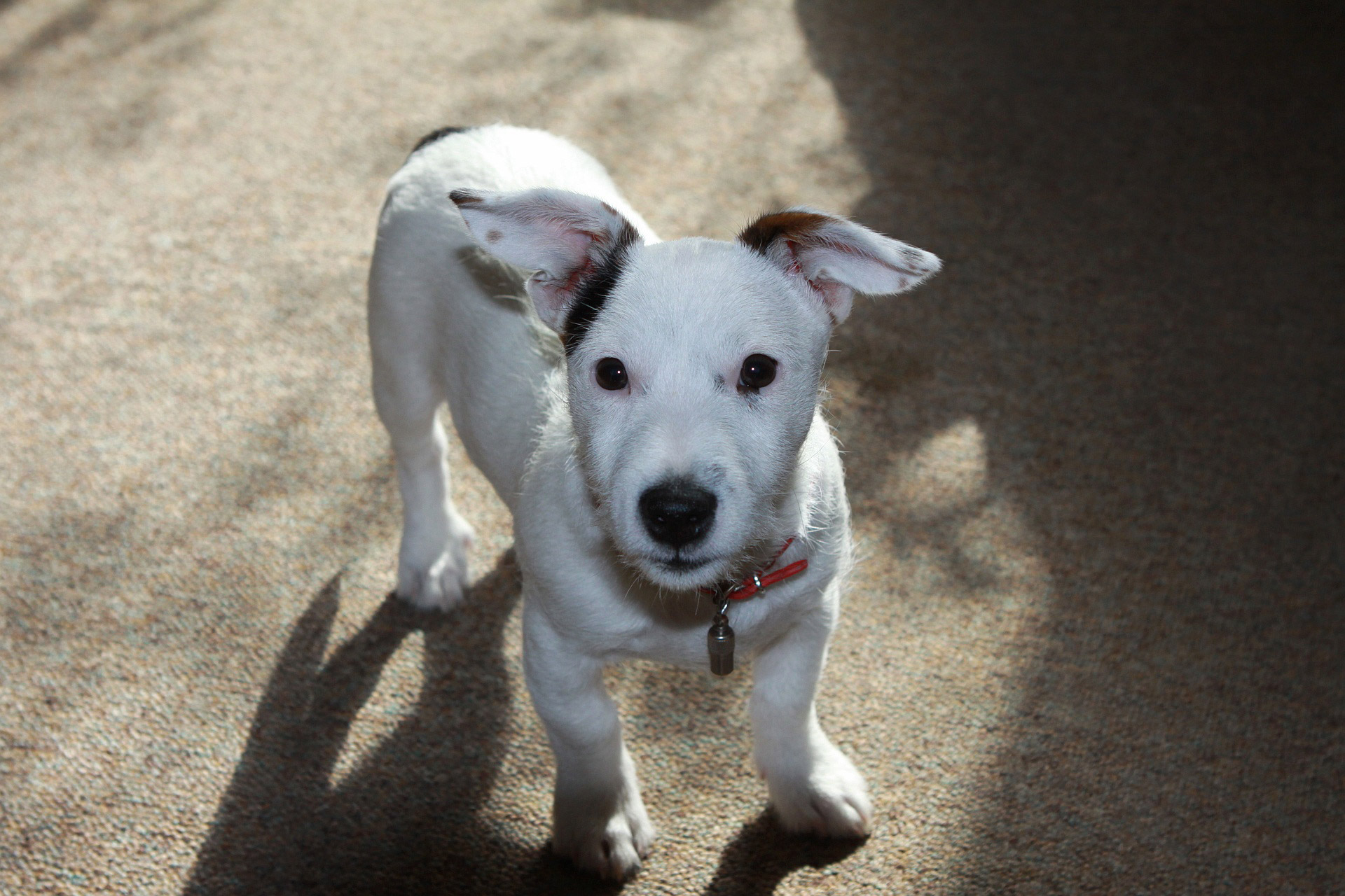 jack russell terrier free photo