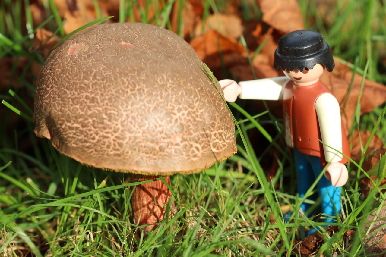 playmobil males mushroom free photo