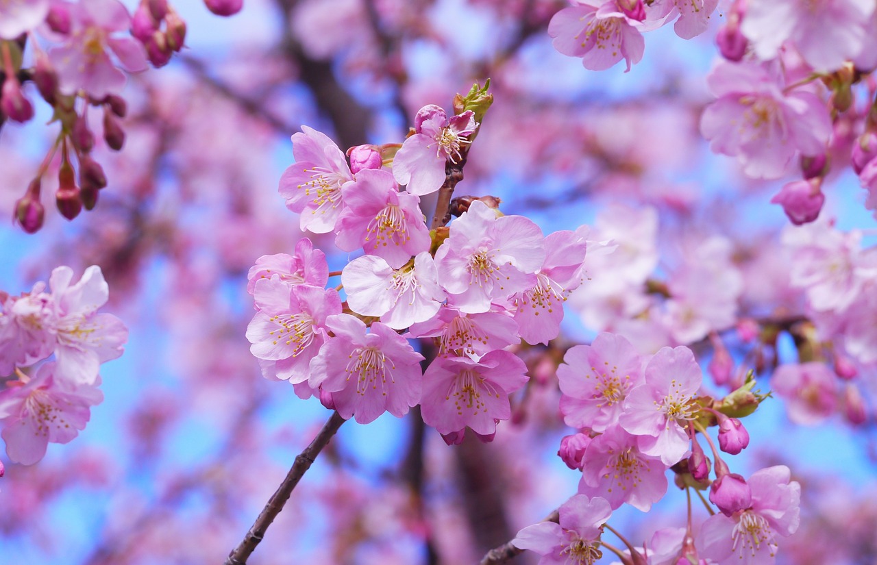 please include your comments kawazu cherry blossom miura free photo