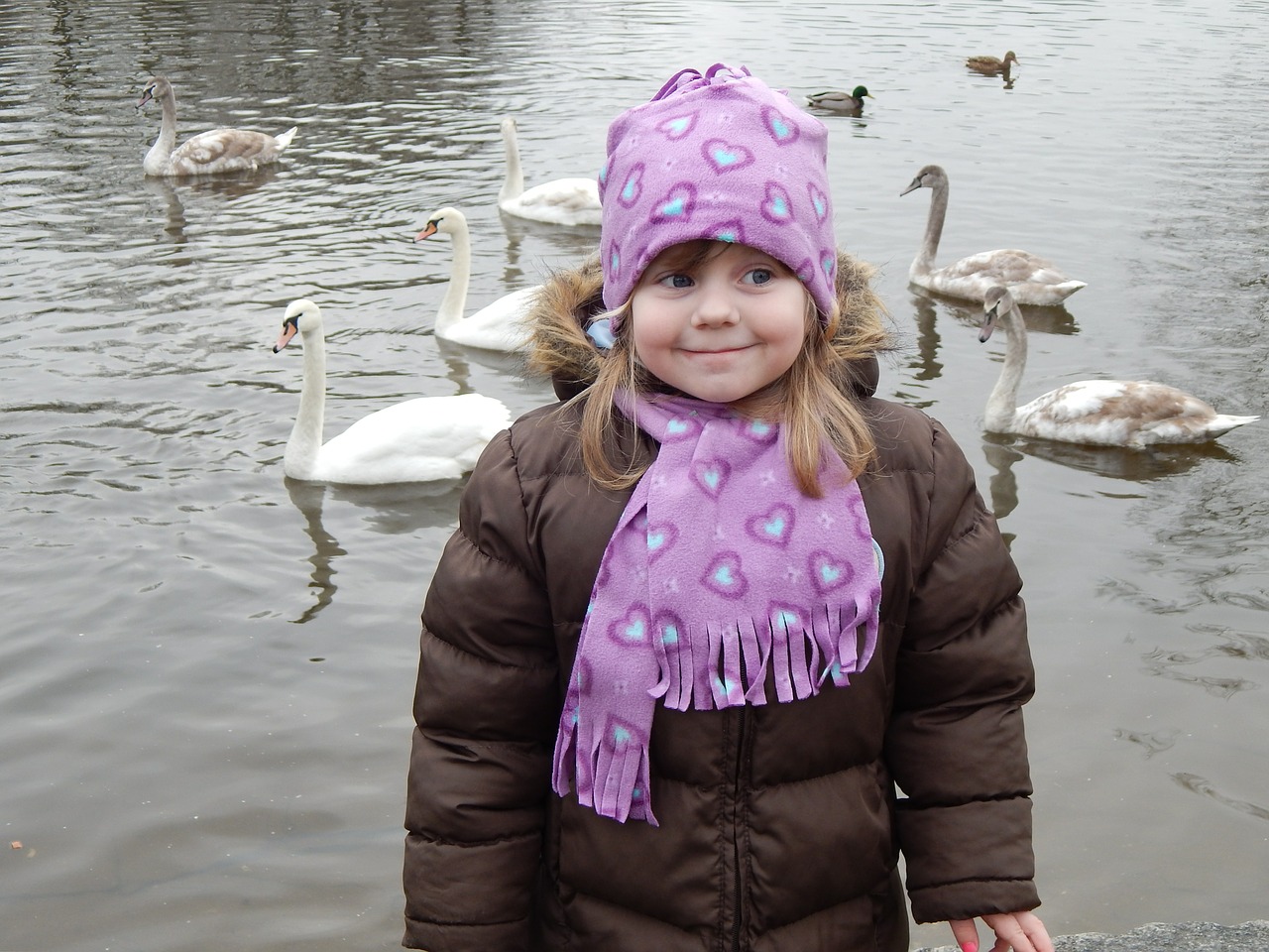 pleasure swans feeding free photo