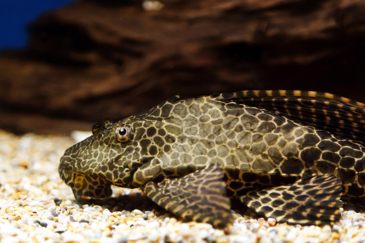 aquarium bottom brown free photo