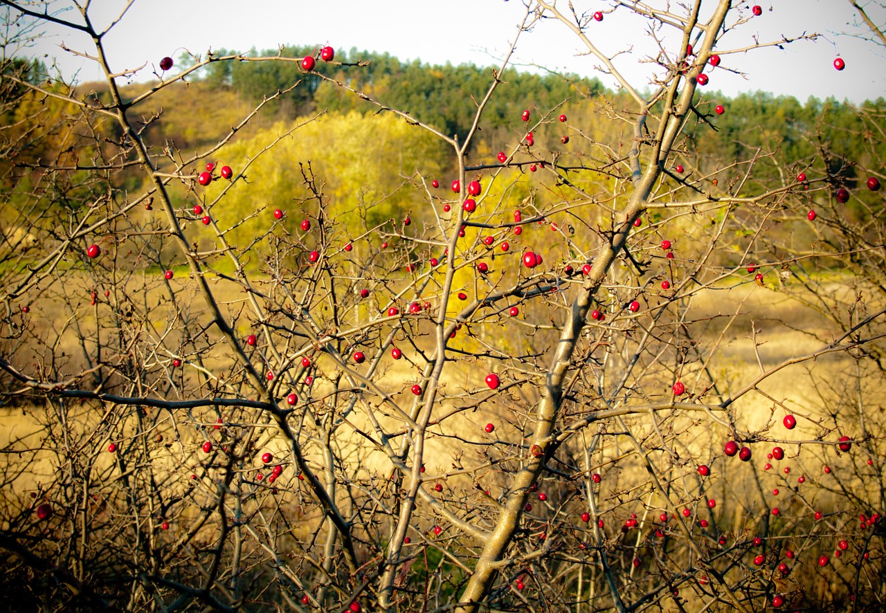 plein air wild rose bush free photo