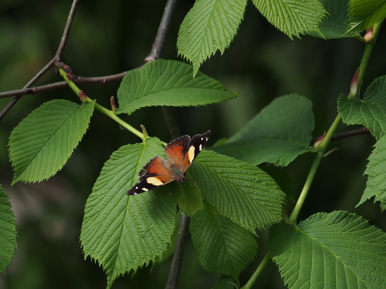 butterflies bushes insects free photo