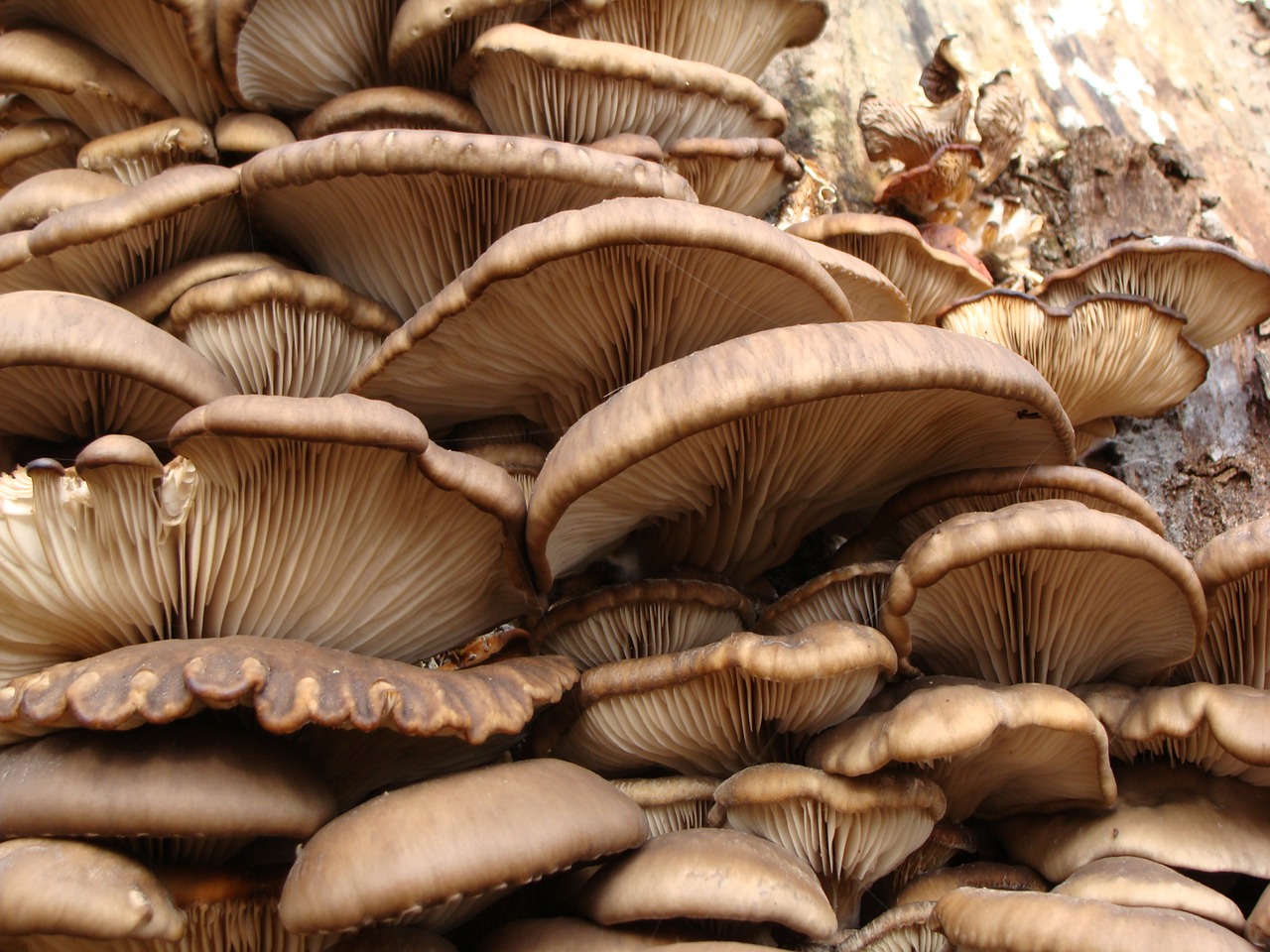 pleorotus scrivia mushrooms free photo