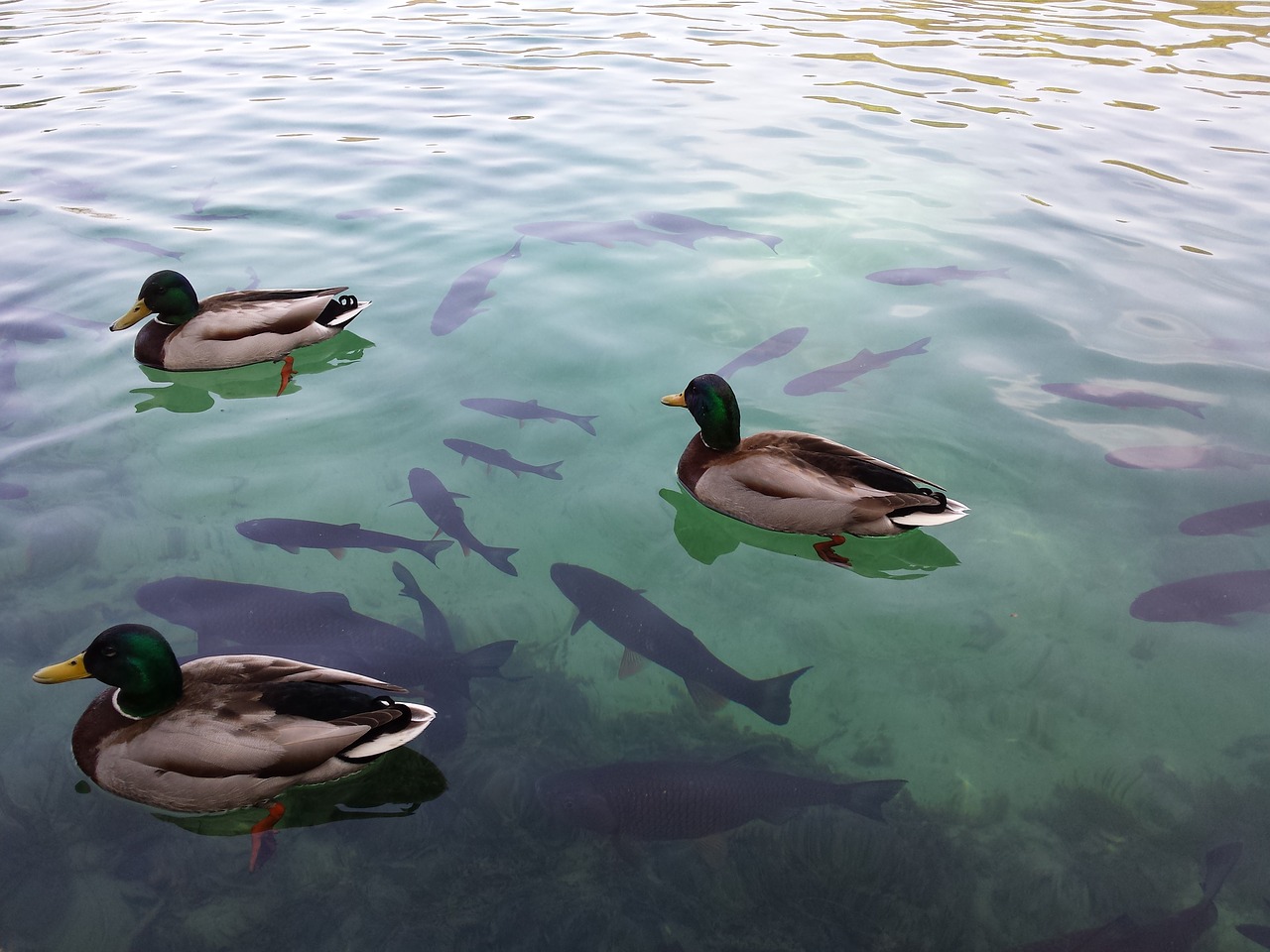 plitvice lake croatia lake free photo