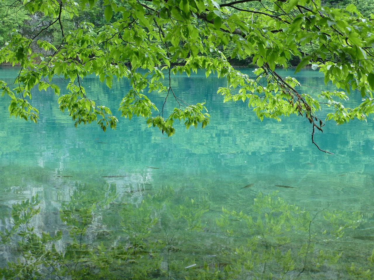 plitvice lakes croatia water free photo