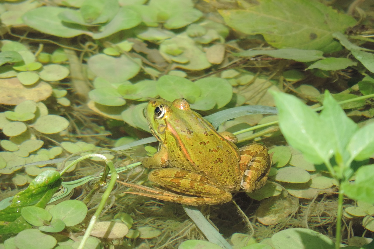 plitvice lakes croatia frog free photo