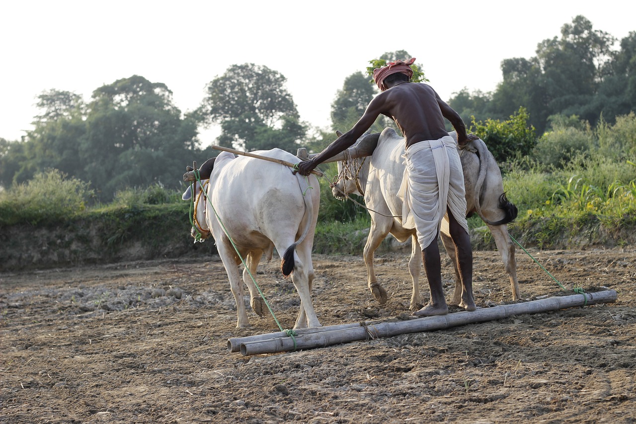 plough animal india free photo